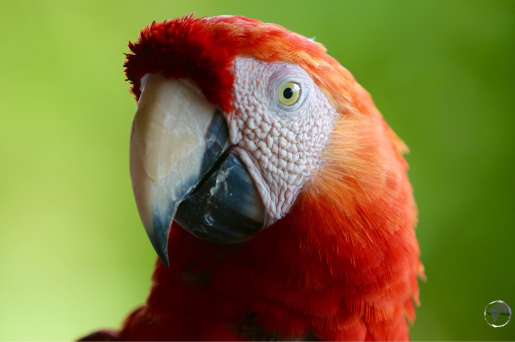 A curious Macaw.