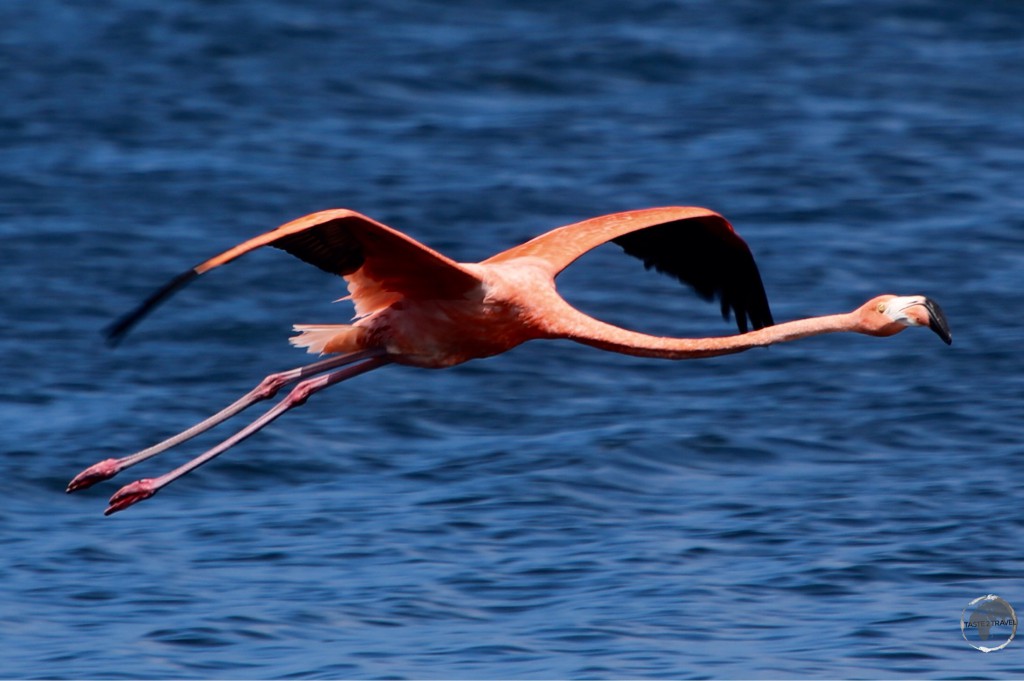 Caribbean Flamingo on Bonaire’s lake Gotomeer.
