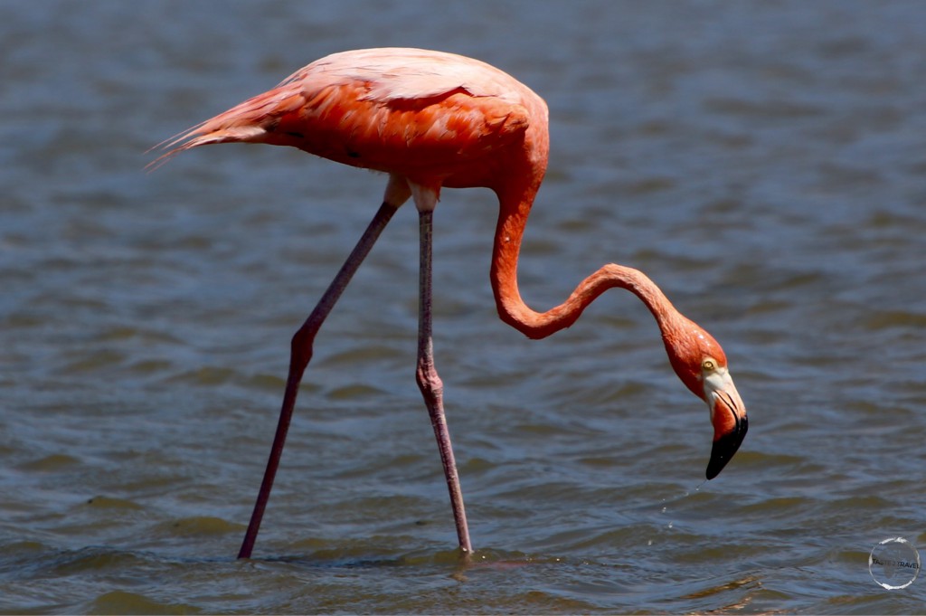 Caribbean Flamingo on lake Gotomeer.