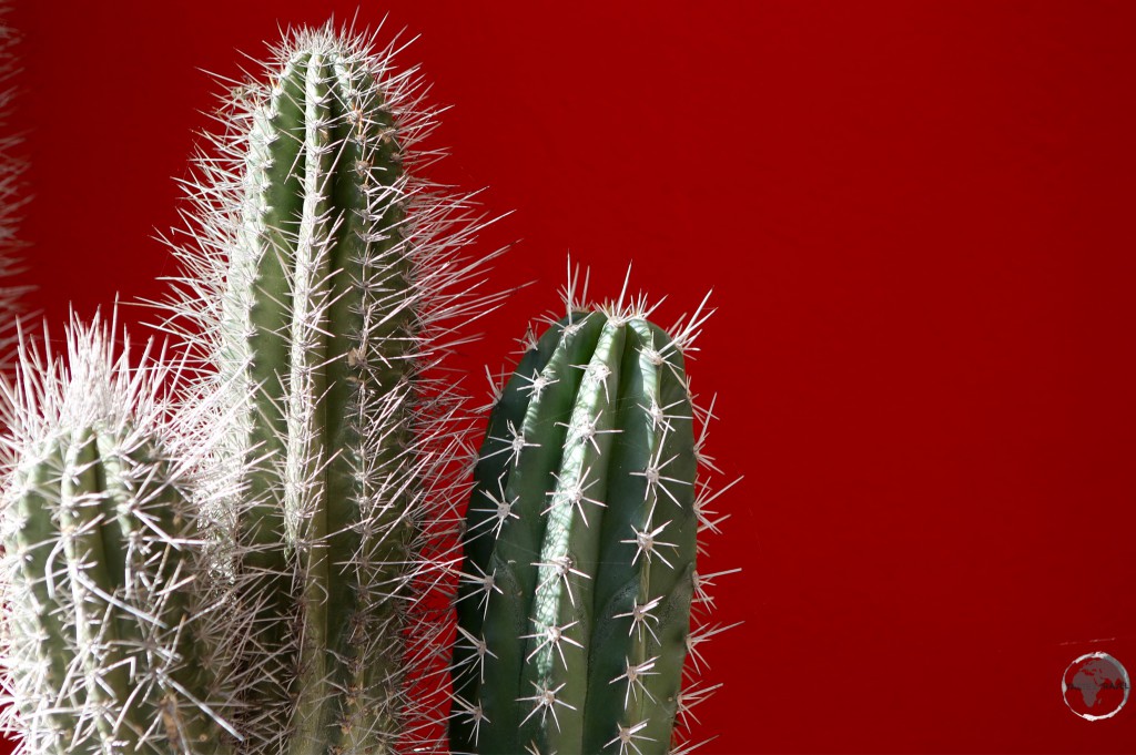 The Kadushi cactus – the key ingredient for Cadushy vodka.