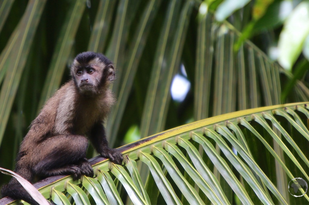 A Howler monkey on Îles du Salut.