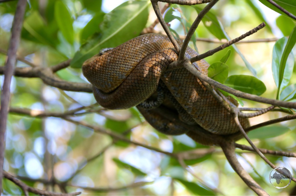 A sleeping tree Boa in Caroni Bird Sanctuary. Once connected to South America, Trinidad is home to the same wildlife which is found on the nearby mainland.