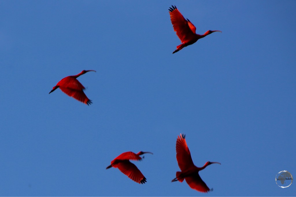 The iconic Scarlet Ibis at Caroni bird sanctuary.