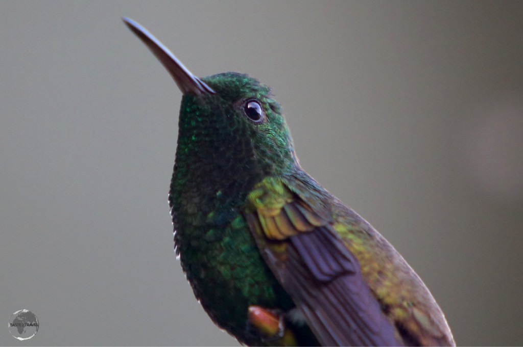 Copper-rumped hummingbird at Asa Wright nature reserve.