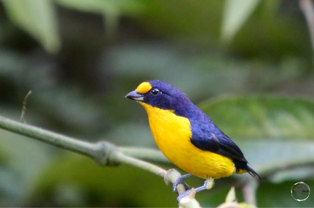 A colourful male Violaceous Euphonia at the Asa Wright Nature Centre.