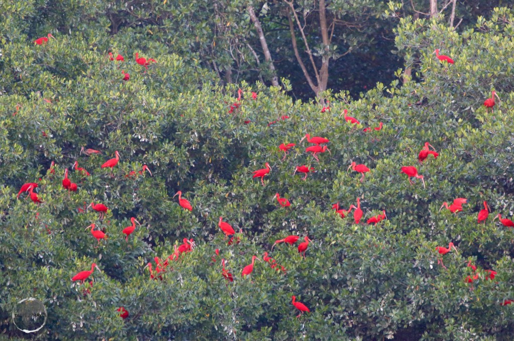 At Caroni bird sanctuary, Scarlet Ibis gather in large flocks at dusk, where they roost for the night.
