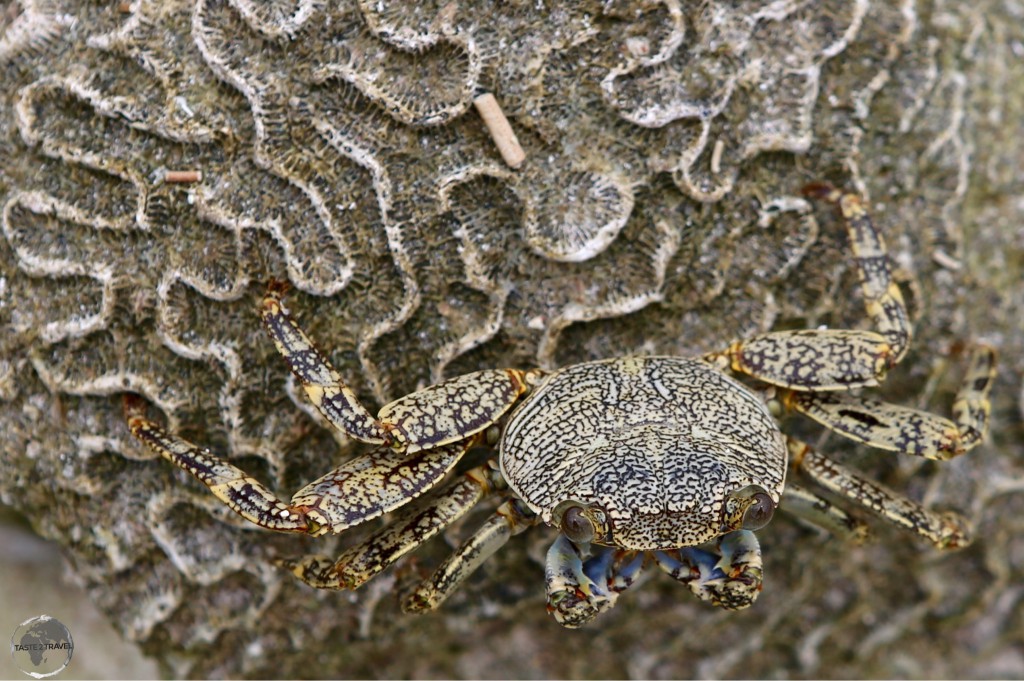 Camouflaged crab on a piece of brain coral.