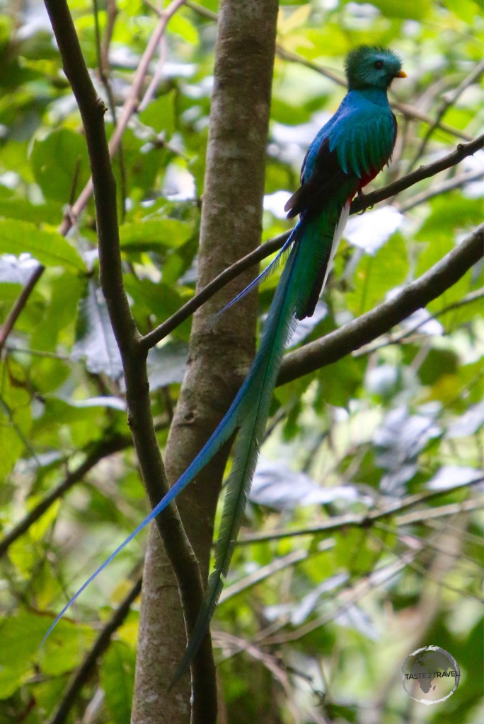 The male Quetzal.