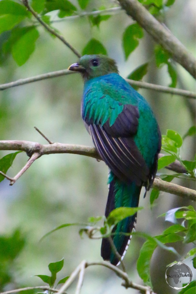 The resplendent (female) Quetzal near Finca Lerida.