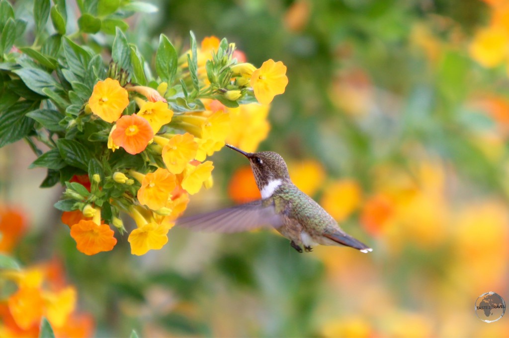 The tiny female Scintillant hummingbird is about 5-cm long.