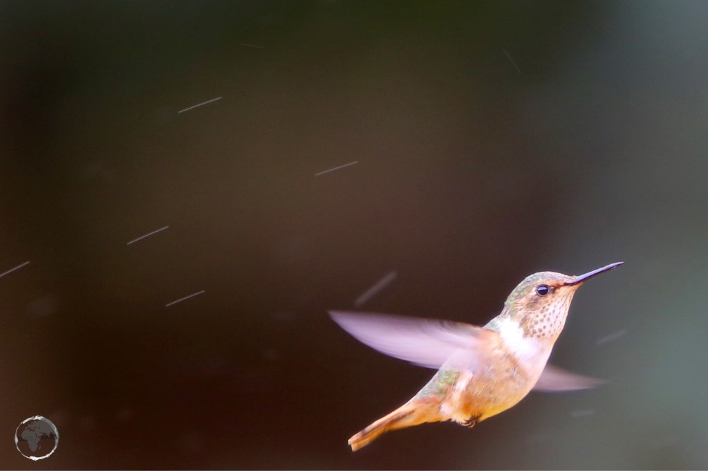 Female Scintillant hummingbird.
