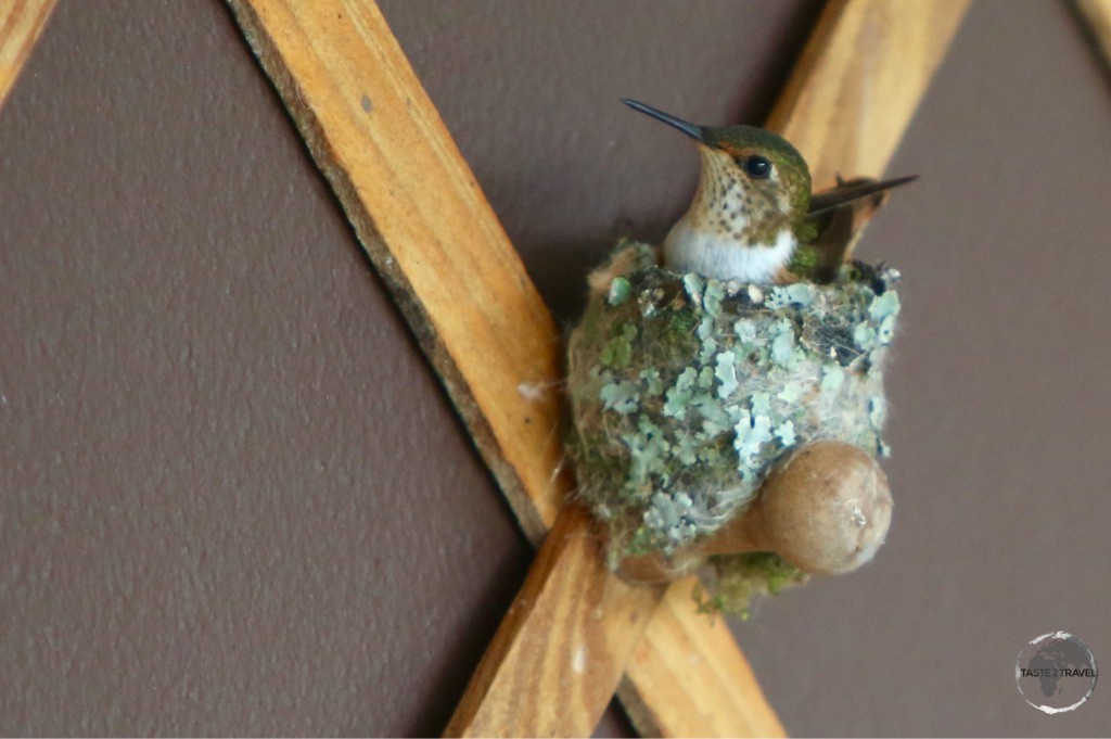 Nesting female Scintillant hummingbird.