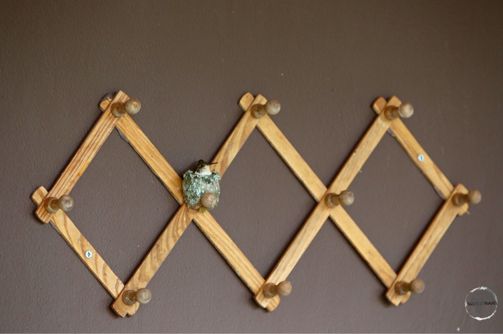 A coat rack at Finca Lerida serves as a nesting site for a Scintillant hummingbird