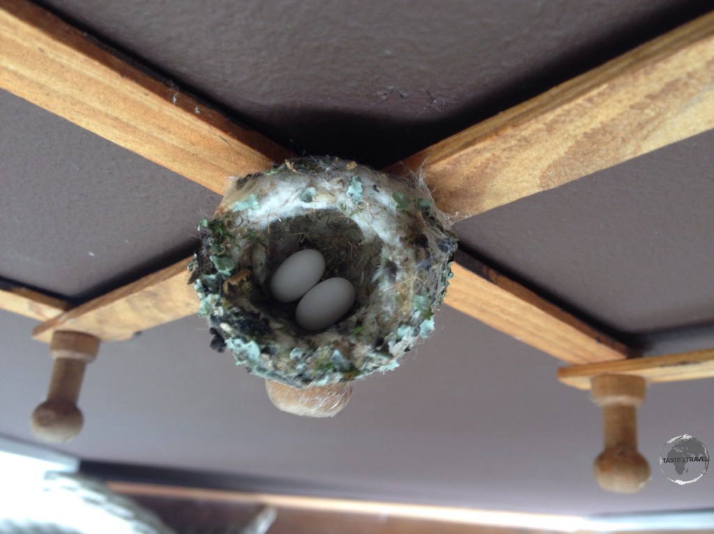Each Hummingbird egg is about 1.5 cm in length.