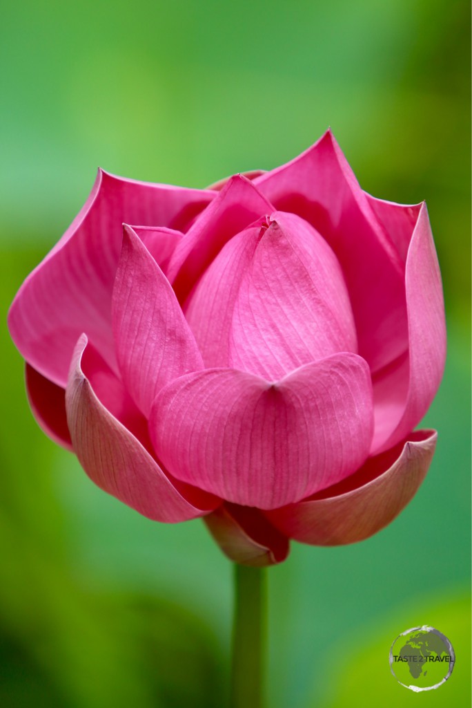 Lotus Flower in Nieuw Amsterdam.
