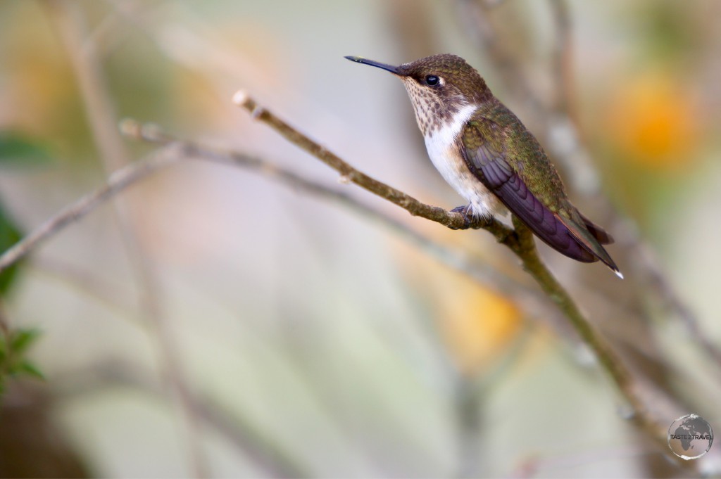 The female Scintillant hummingbird at Finca Lerida.