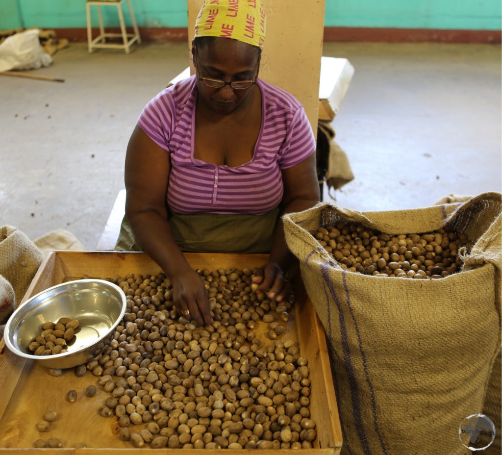 Co-op worker sorting different grades of nutmeg.