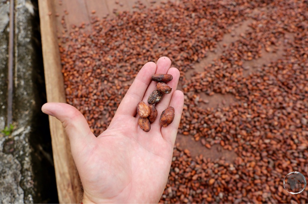 Cocoa beans drying at Belmont estate.