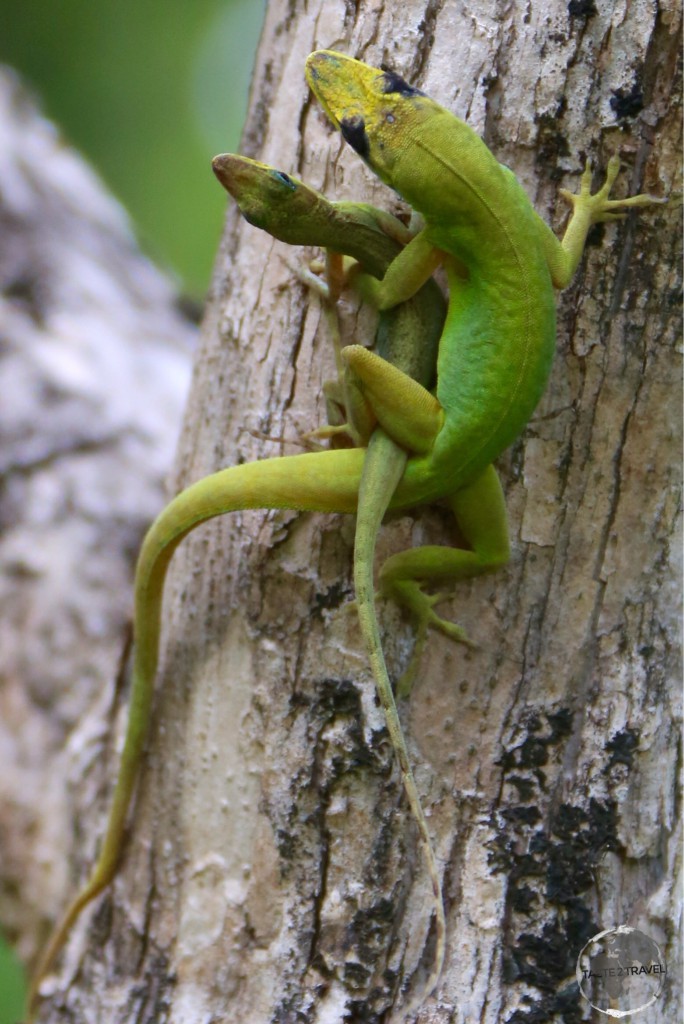 A couple of amorous lizards (Anolis) in the Kingstown Botanical garden.