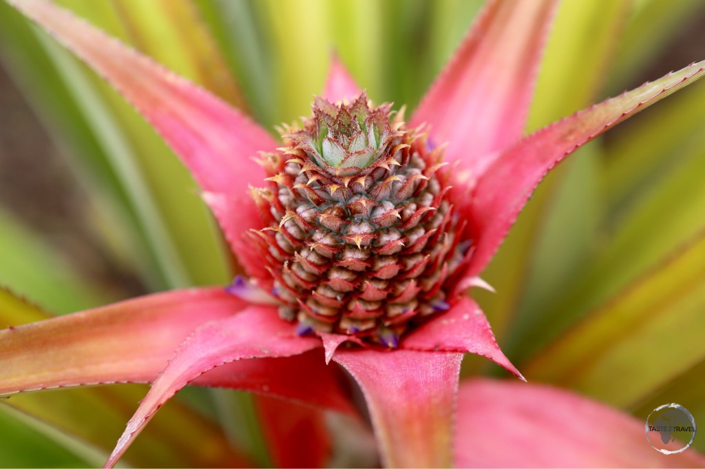 Pineapple growing on a farm near Marigot bay.
