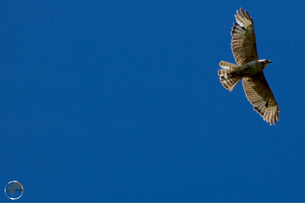 Broad-winged hawk on St. Vincent.