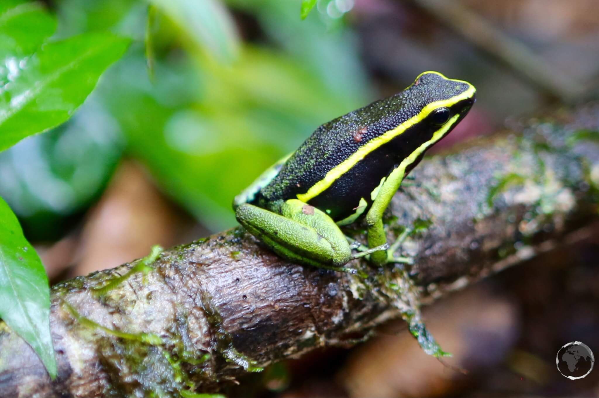 Three-striped poison dart frog at Brownsberg National Park.