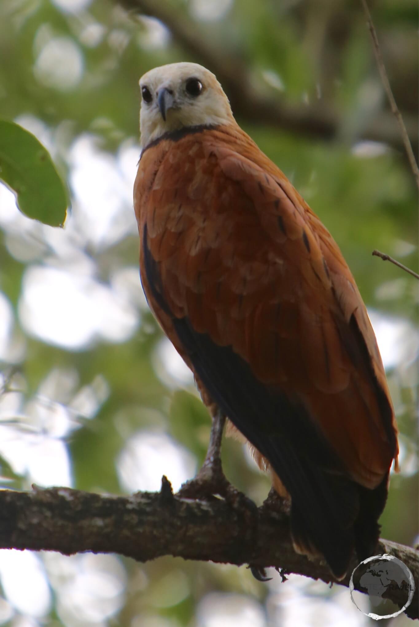 Black-collared hawk at Bigi Pan Nature Reserve.