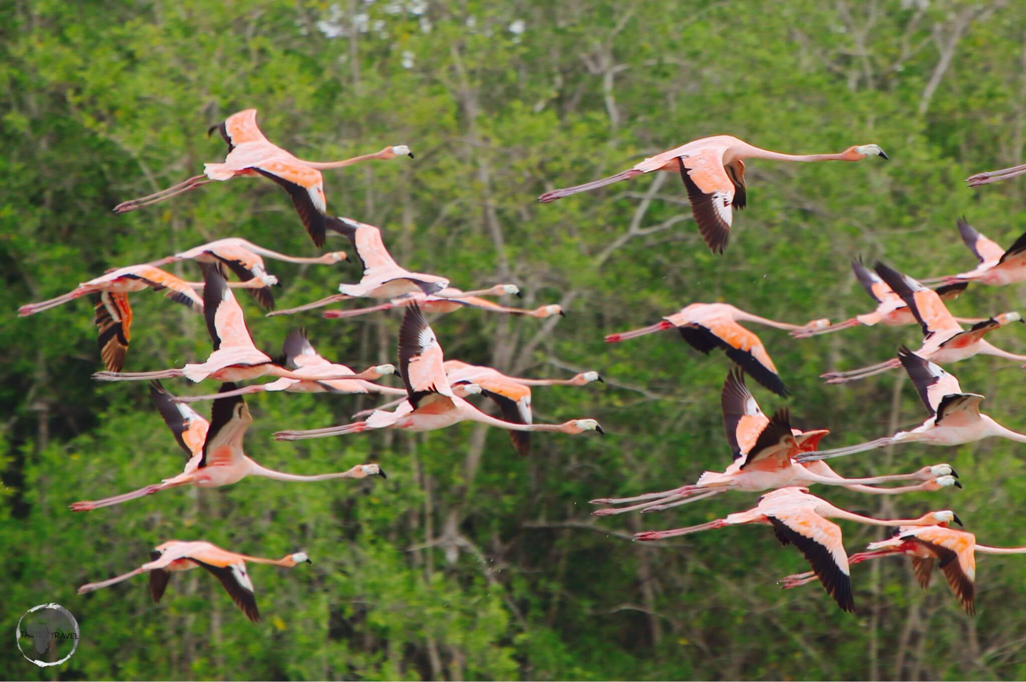 Suriname Travel Guide: Caribbean flamingos at Bigi Pan Nature Reserve.