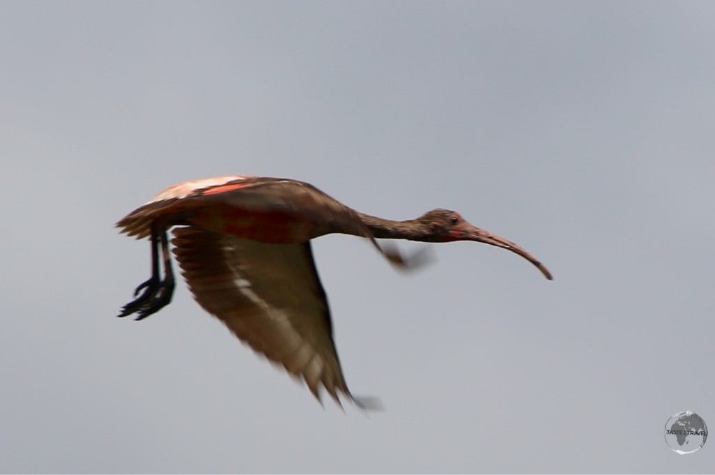 Juvenile Scarlet Ibis at Bigipan Nature Reserve.