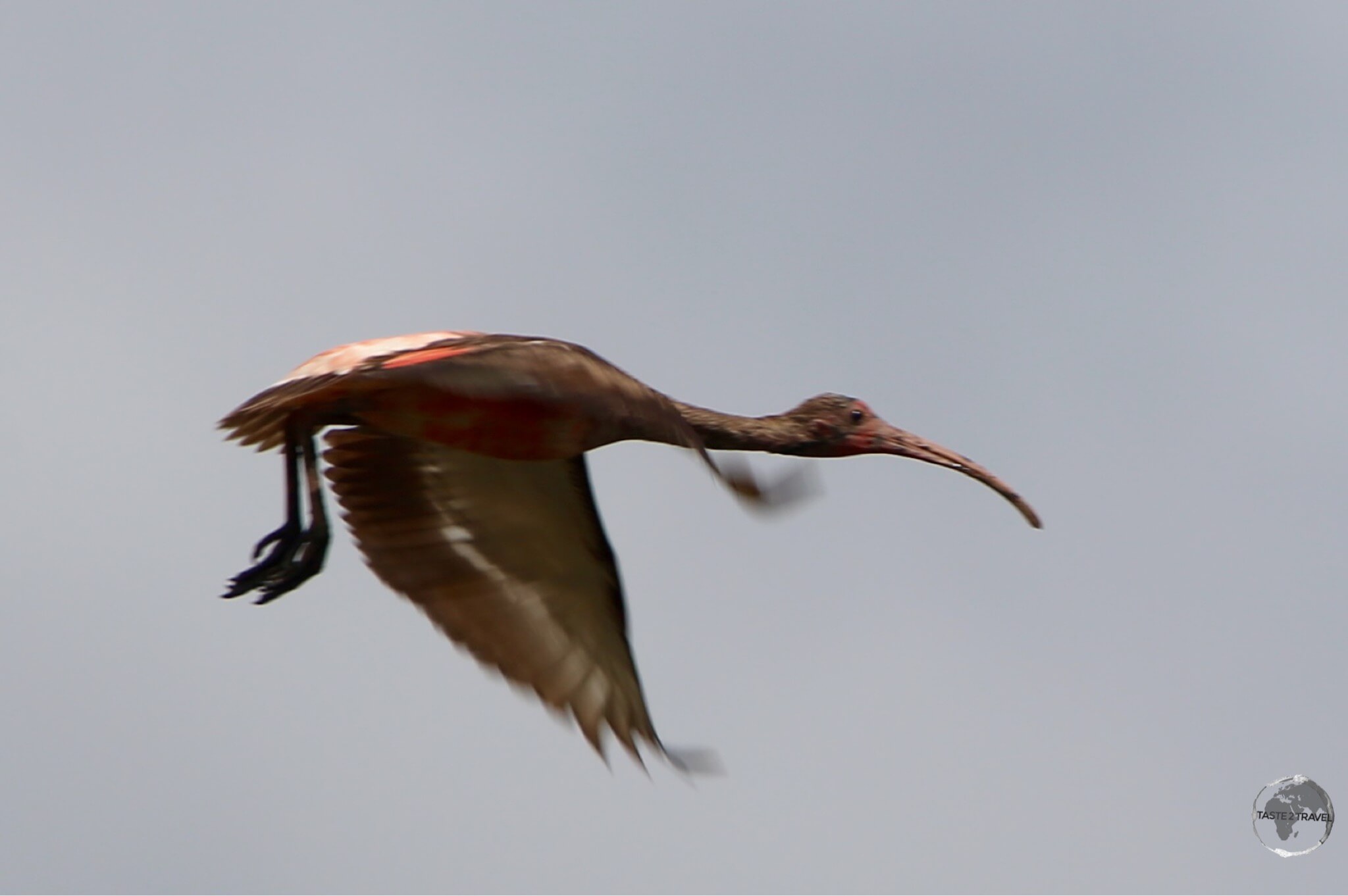 A juvenile Scarlet Ibis at Bigi Pan Nature Reserve.