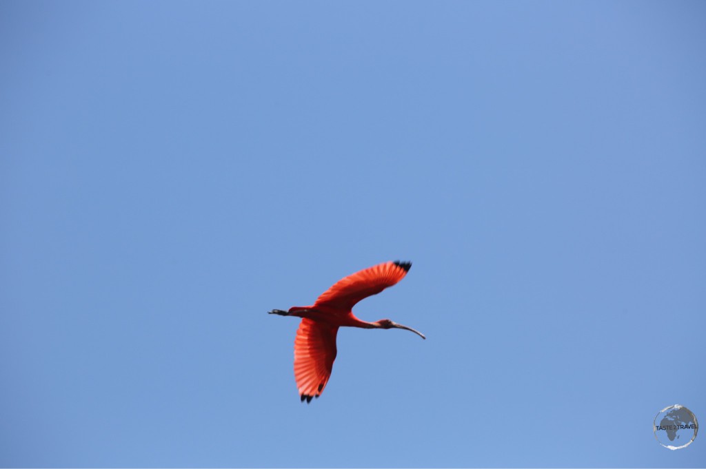 Adult Scarlet Ibis at Bigipan Nature Reserve.