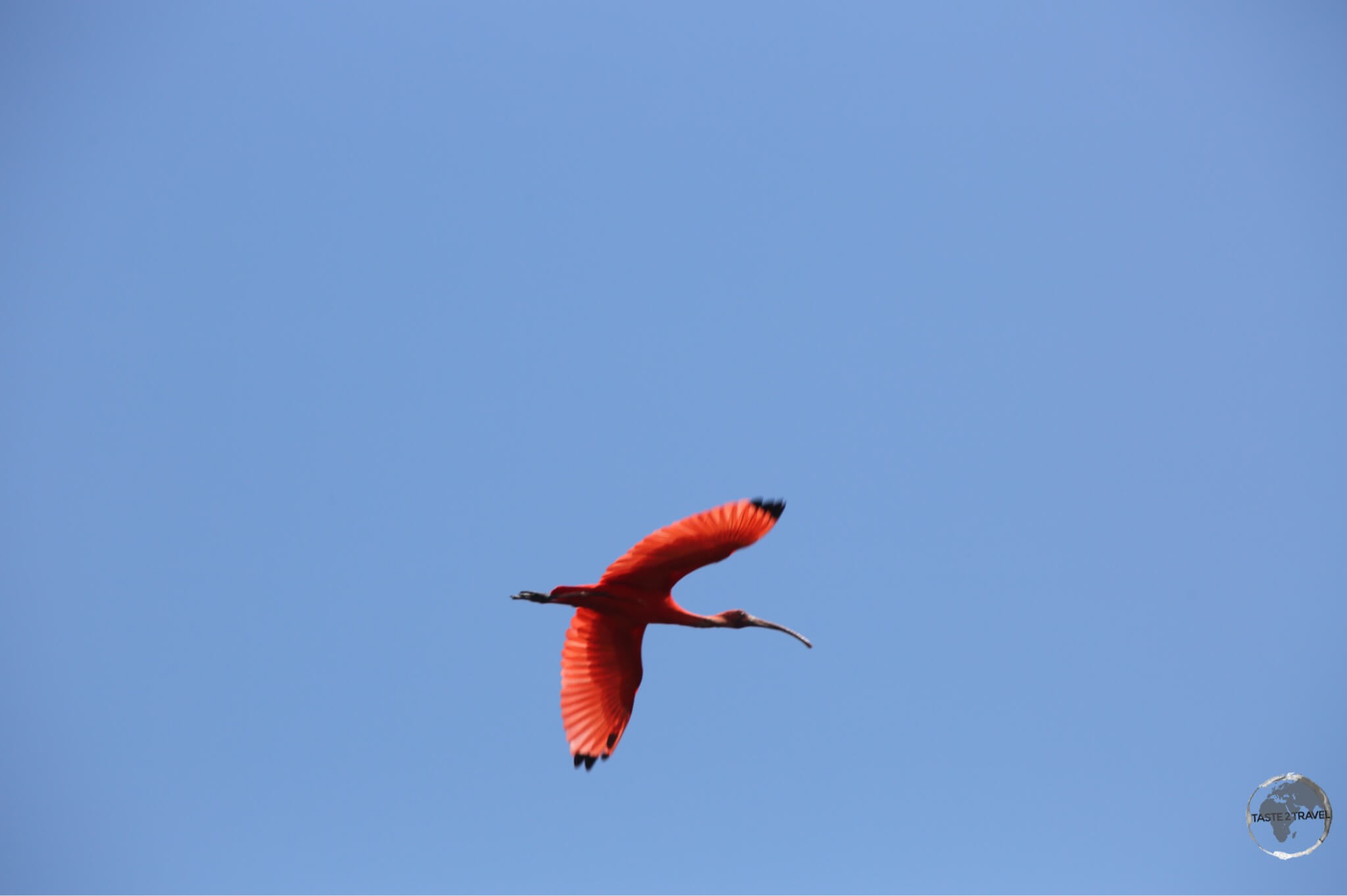 An adult Scarlet Ibis at Bigi Pan Nature Reserve.