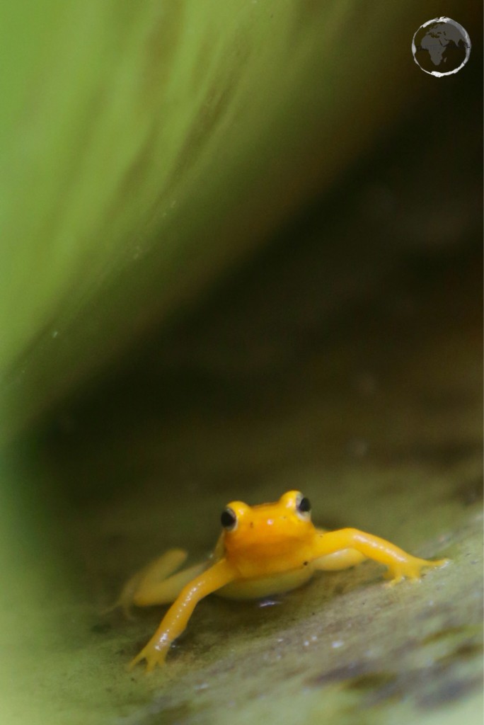 A Golden Poison Frog, a member of the Poison Dart Frog family at Kaieteur Falls.