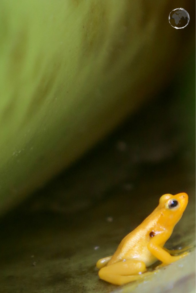 The golden poison dart frog is considered one of the most toxic animals on Earth. A single specimen measuring two inches (five centimetres) has enough venom to kill ten grown men. Guyana