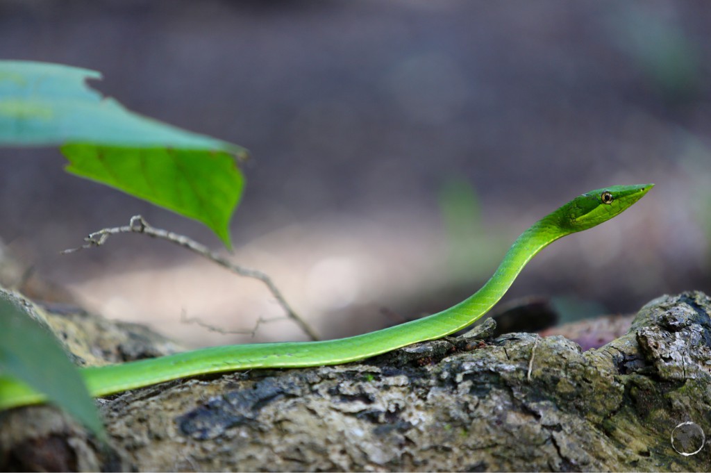 Parrot Snake at Iwokrama Forest.