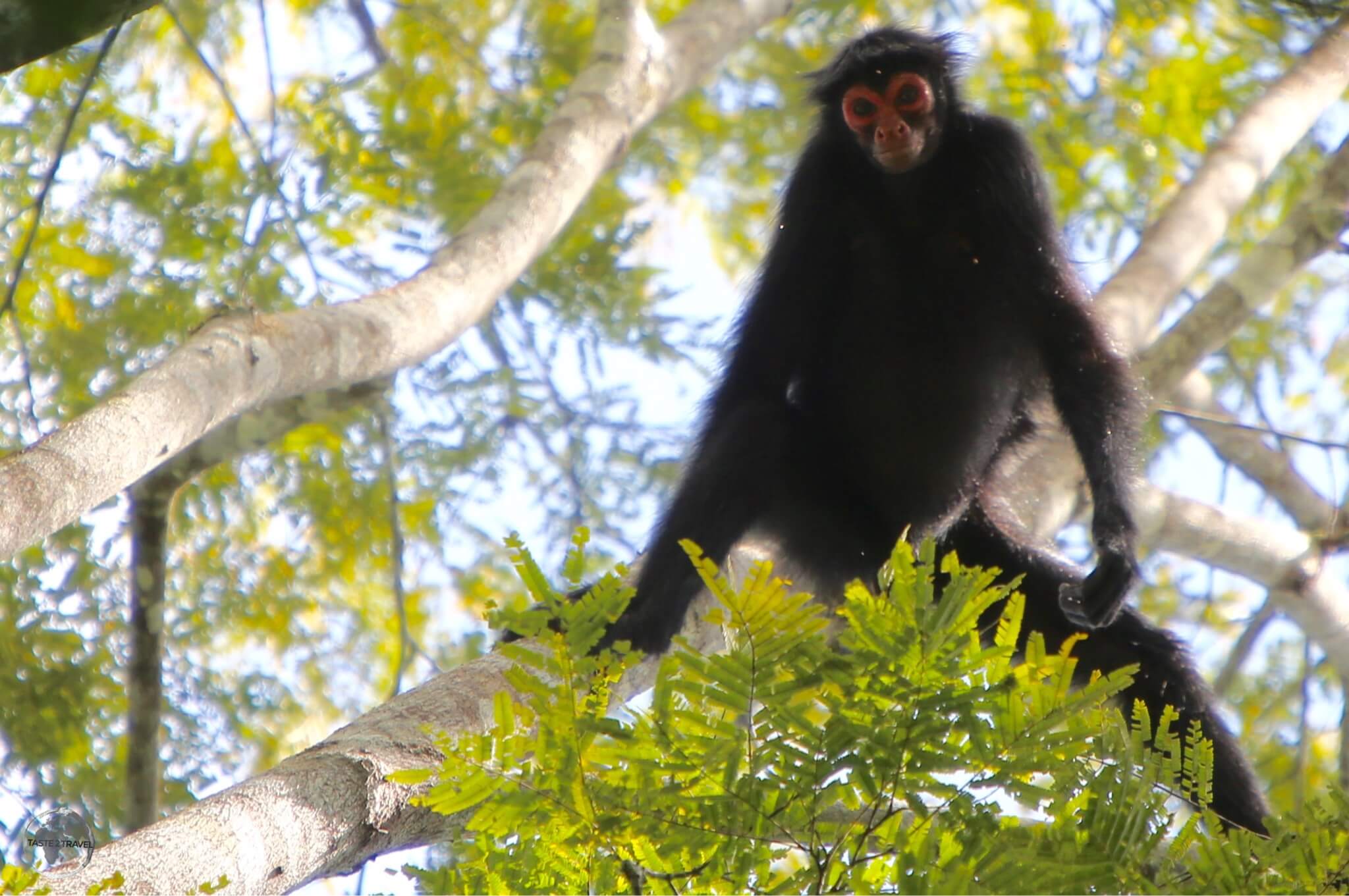 A curious Spider Monkey nearby the Atta Lodge in the heart of the Iwokrama Forest.