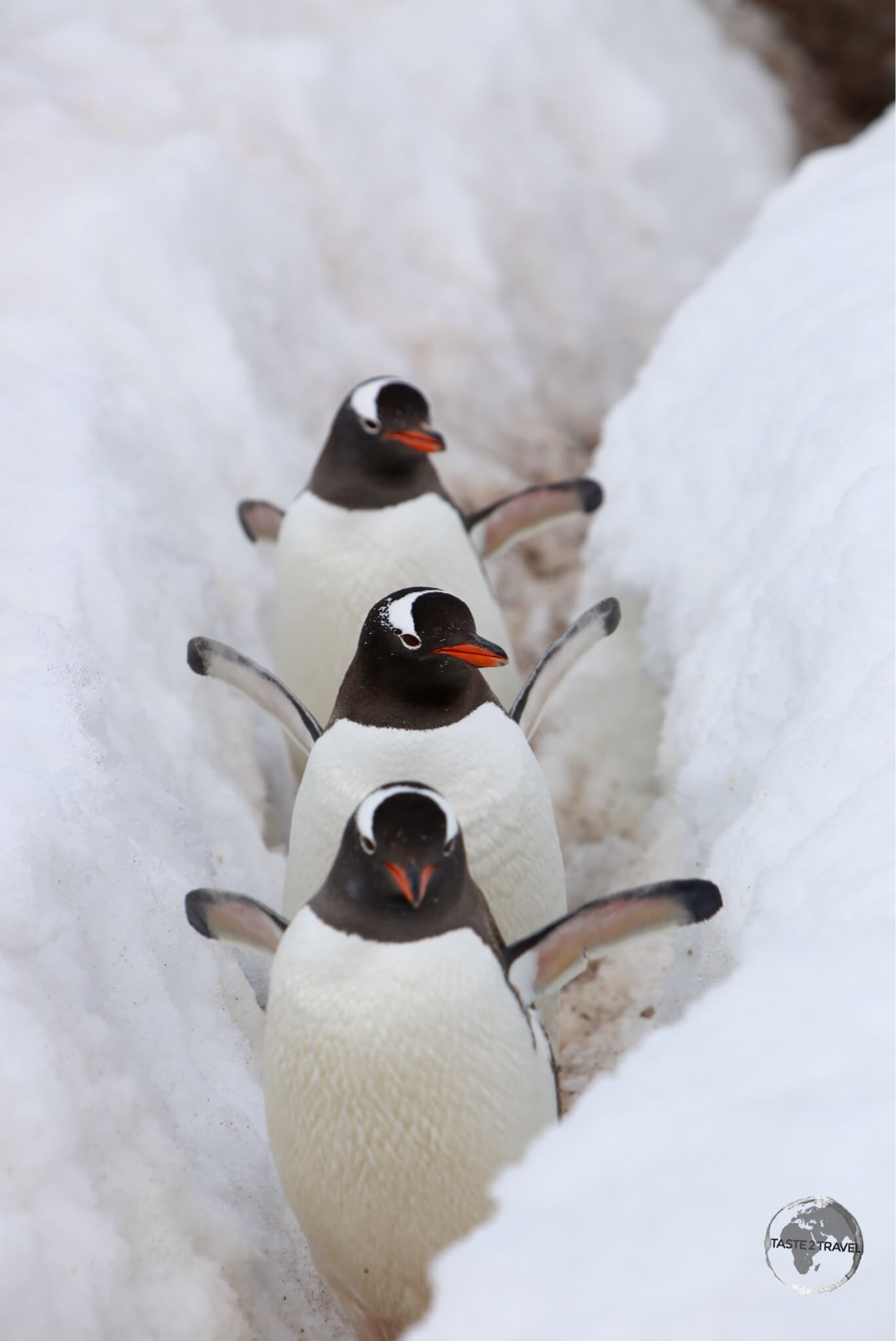 backpack gentoo, Waddling through the snow of a continent r…