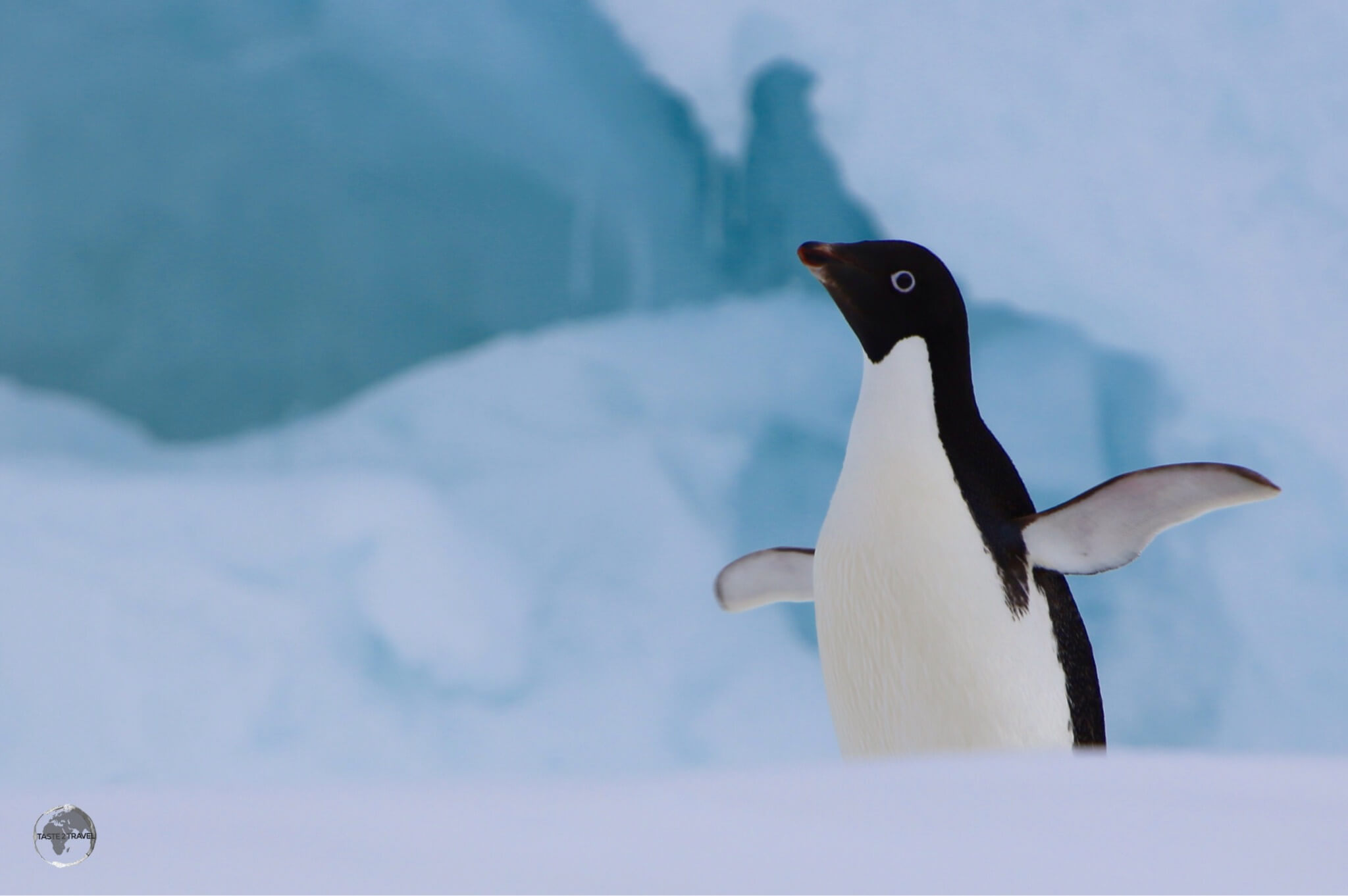 An Adélie penguin on Detaille Island, Crystal Sound, Antarctica.