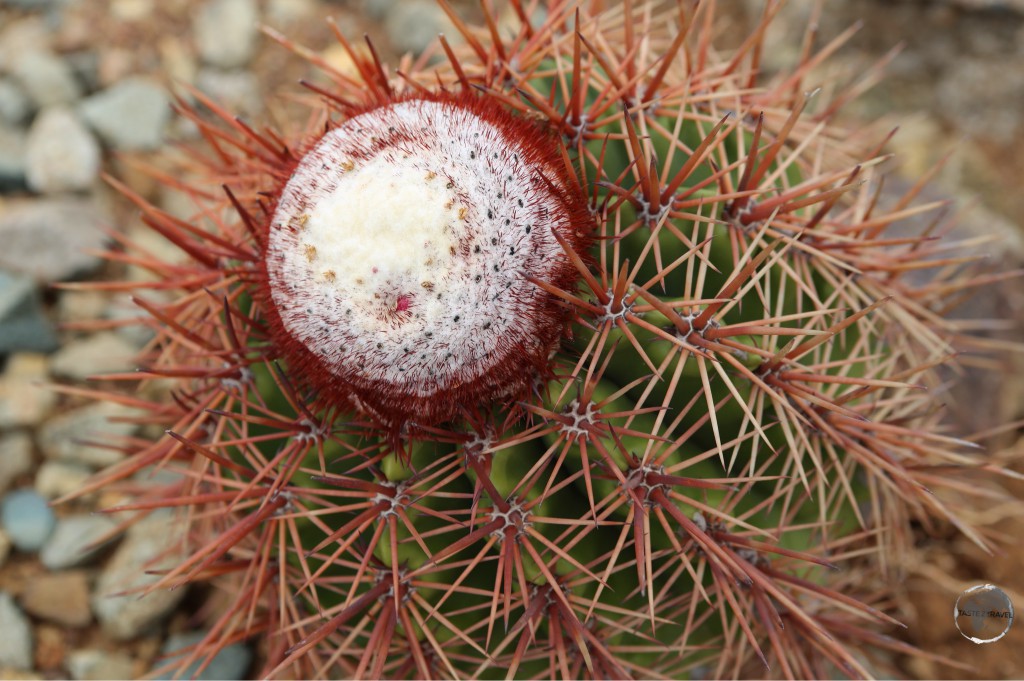 Melocactus (melon cactus) are a common sight on arid Aruba.