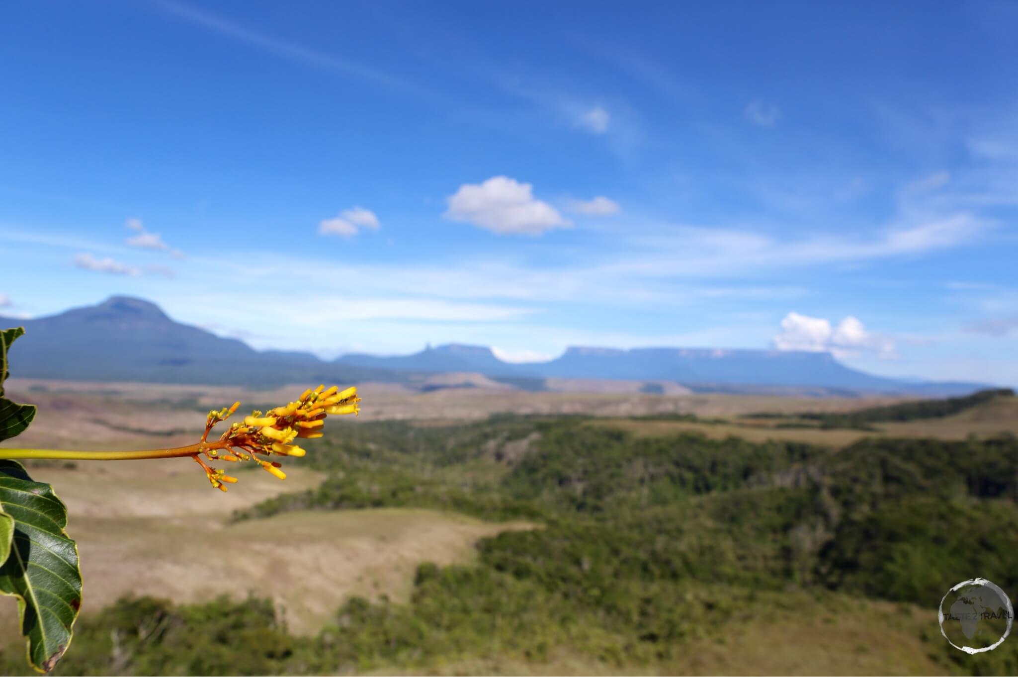 Gran Sabana Region (Venezuela) Travel Report: View of the countryside in Canaima National Park, with the table-top Mount Roraima in the background.