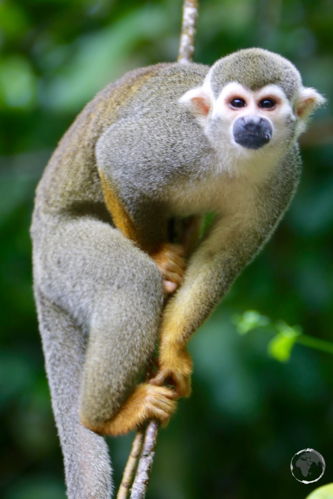 A Squirrel monkey on Îles du Salut.