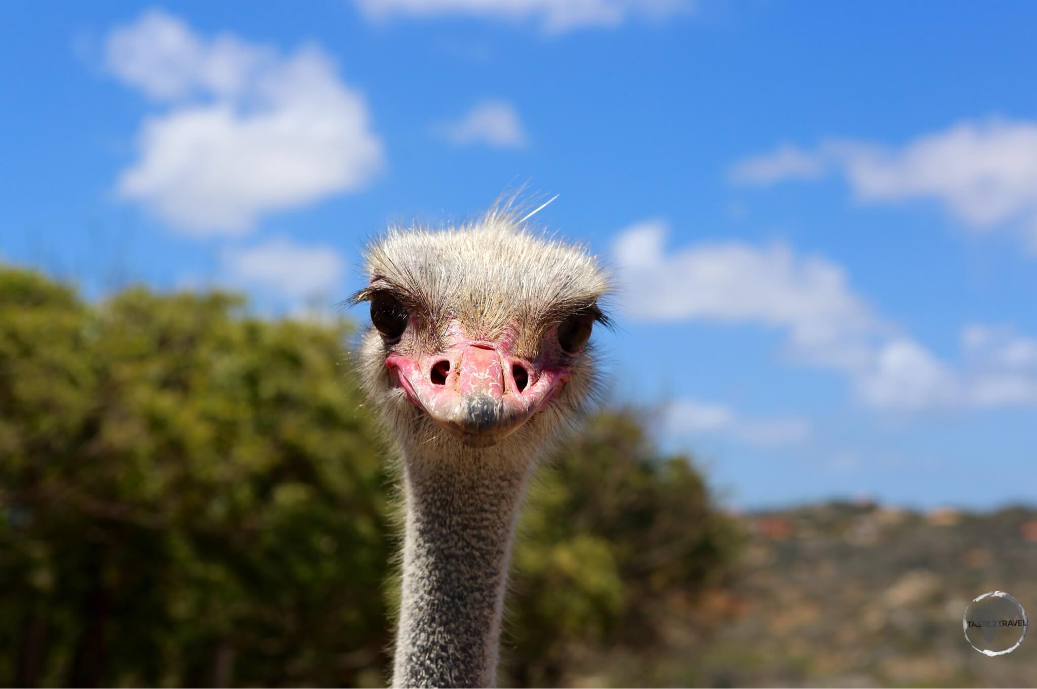 Aruba Travel Guide: A curious ostrich at the Aruba Ostrich farm.