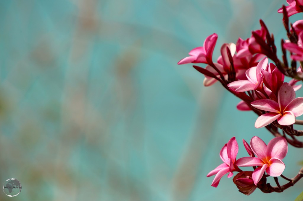 Frangipani's on St. Johns.