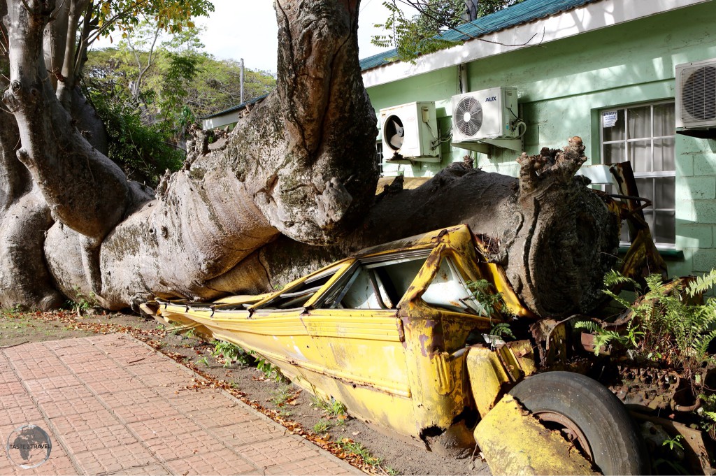 An unusual site in the Botanical gardens – an empty school bus crushed by an African baobab tree during hurricane David in 1979.