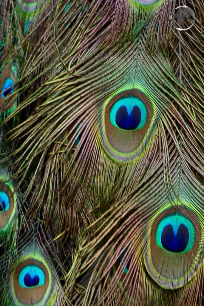 Peacock in the garden of the Museo de las Casas Reales, Santo Domingo