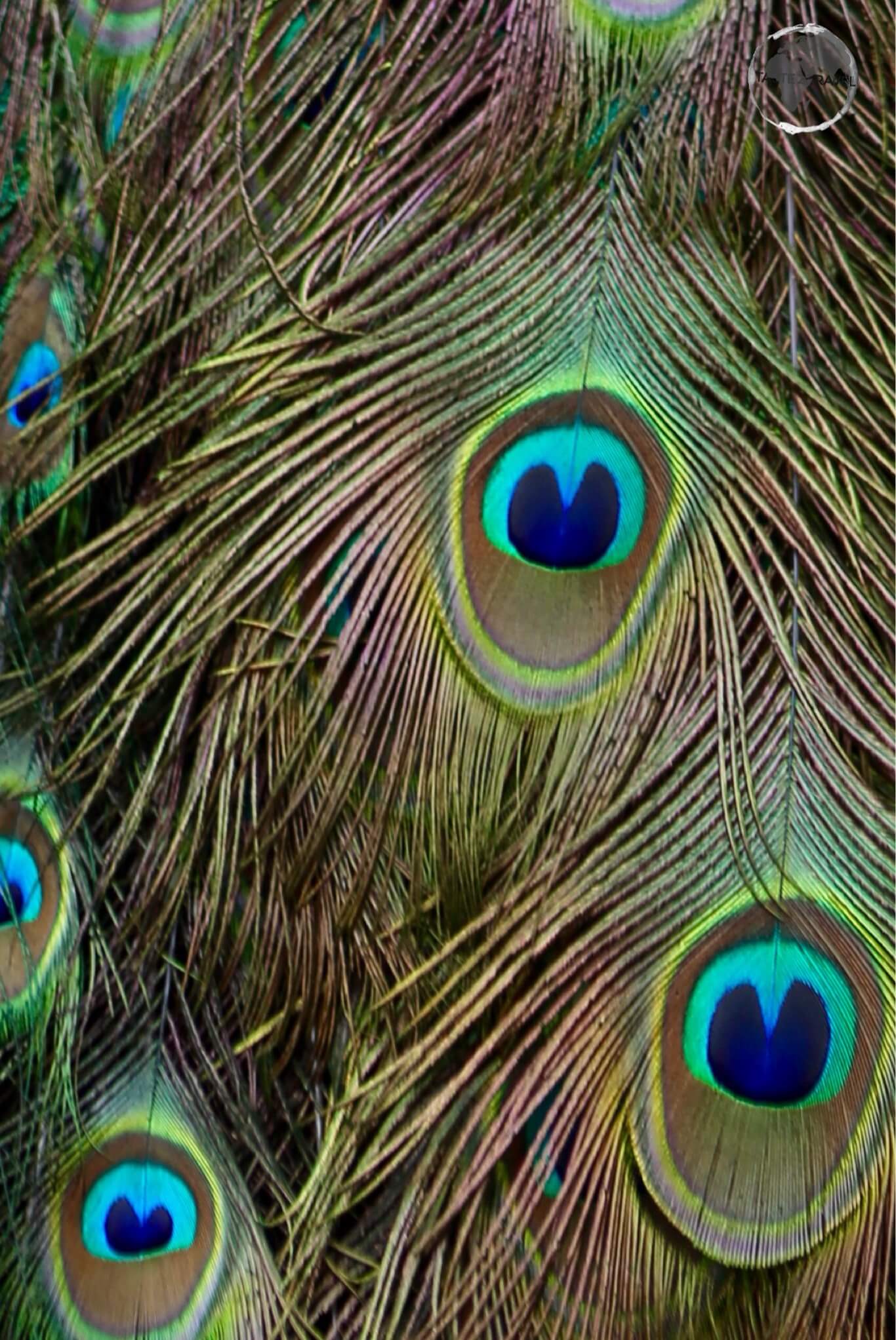 Peacock in the garden of the Museo de las Casas Reales.