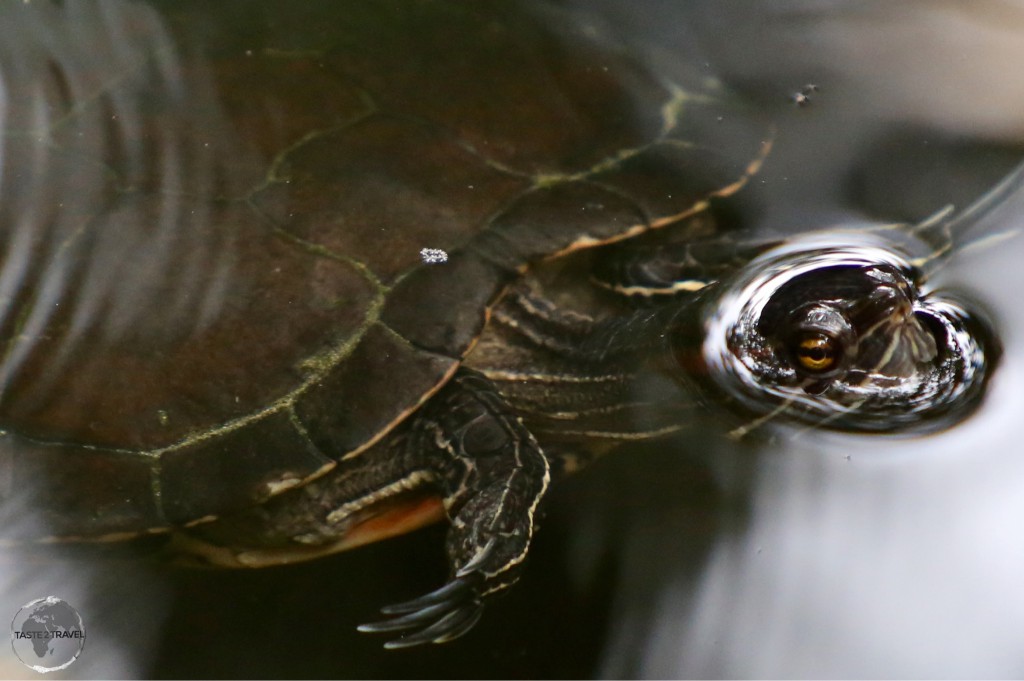 Fresh-water turtle in the ‘Indigenous Eyes National Park’, Punta Cana.