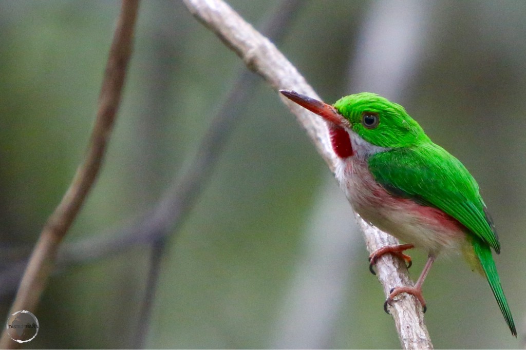 Broad-billed Tody in the ‘Indigenous Eyes National Park’, Punta Cana
