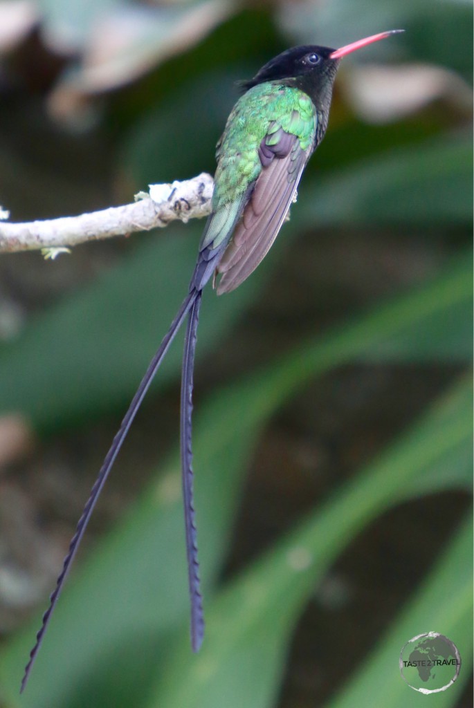 The national bird of Jamaica – the ‘Doctor Bird’ Hummingbird.