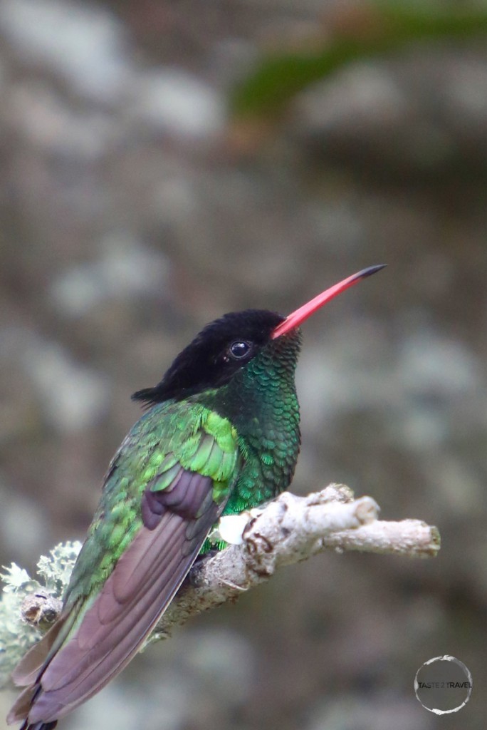 The ‘Doctor Bird’ Hummingbird in the Blue Mountains.